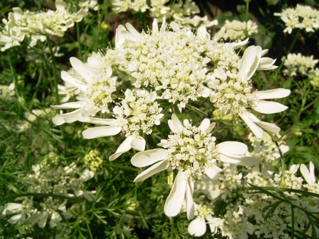 f:id:silk-y:20120527204434j:image f:id:silk-y:20120527204434j:image