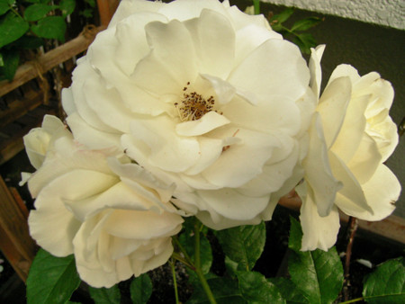 f:id:silk-y:20120601230530j:image f:id:silk-y:20120601230530j:image