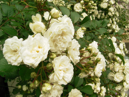 f:id:silk-y:20120601230534j:image f:id:silk-y:20120601230534j:image
