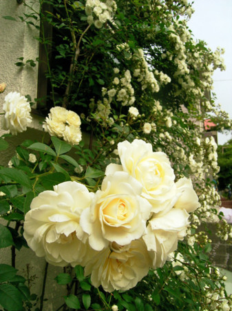 f:id:silk-y:20120601230535j:image f:id:silk-y:20120601230535j:image