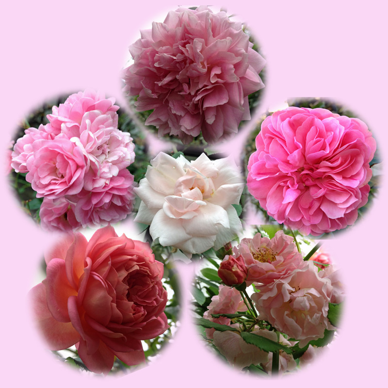 f:id:silk-y:20121028123053j:image:w500 f:id:silk-y:20121028123053j:image:w500