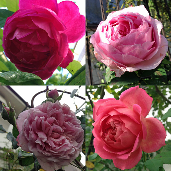 f:id:silk-y:20121114194730j:image:w450 f:id:silk-y:20121114194730j:image:w450