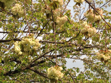 f:id:silk-y:20130410222107j:image:w400