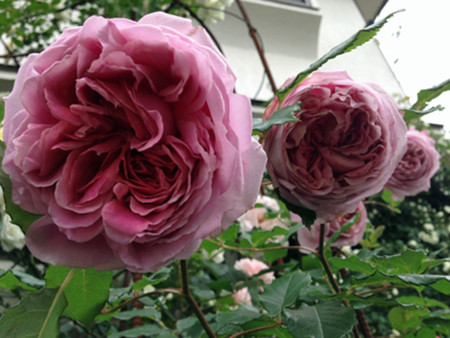 f:id:silk-y:20130522234033j:image:w300 f:id:silk-y:20130522234033j:image:w300