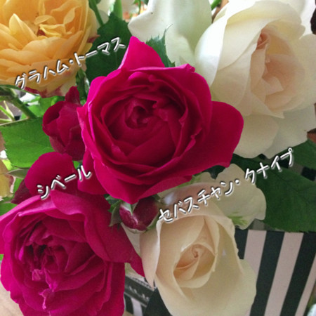 f:id:silk-y:20130522235101j:image:w350 f:id:silk-y:20130522235101j:image:w350