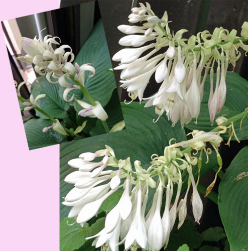 f:id:silk-y:20130618201230j:image:w400