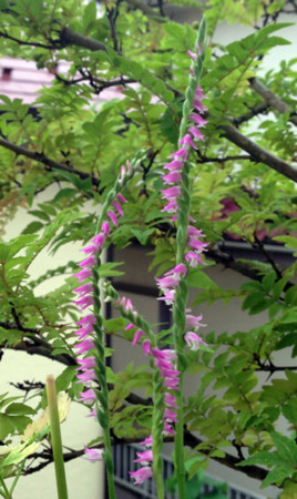 f:id:silk-y:20130626193419j:image:w250 f:id:silk-y:20130626193419j:image:w250