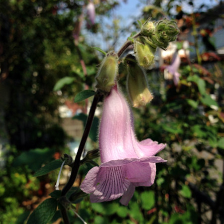 f:id:silk-y:20130922205137j:image:w250 f:id:silk-y:20130922205137j:image:w250