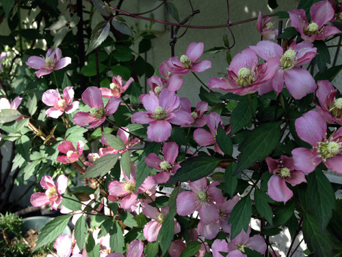 f:id:silk-y:20140510225430j:image:w450 f:id:silk-y:20140510225430j:image:w450