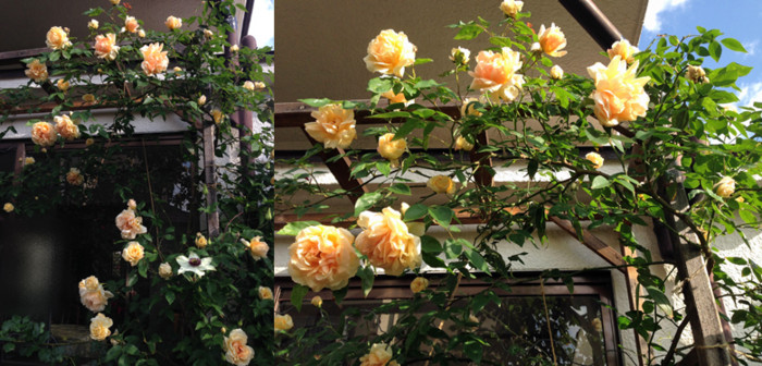 f:id:silk-y:20140516203954j:image:w500 f:id:silk-y:20140516203954j:image:w500