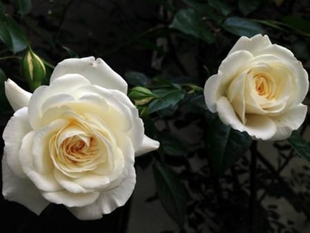 f:id:silk-y:20140523190627j:image:w300 f:id:silk-y:20140523190627j:image:w300