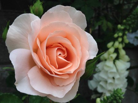 f:id:silk-y:20140523190628j:image:w300