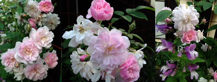 f:id:silk-y:20140524215400j:image f:id:silk-y:20140524215400j:image