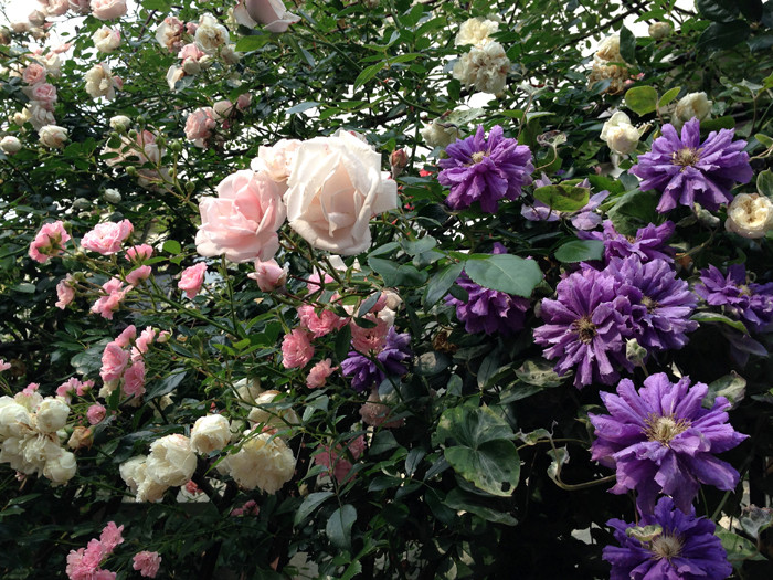 f:id:silk-y:20140603193103j:image