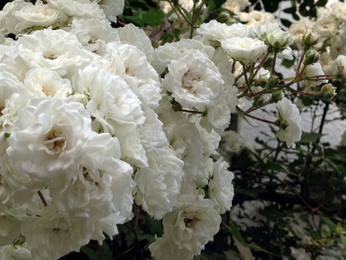 f:id:silk-y:20140603193131j:image