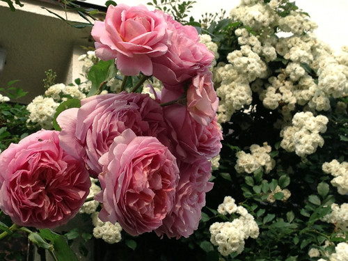 f:id:silk-y:20140603193134j:image:w225