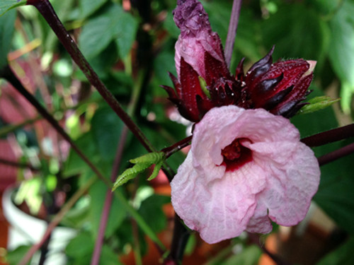 f:id:silk-y:20141102203436j:image:w250 f:id:silk-y:20141102203436j:image:w250