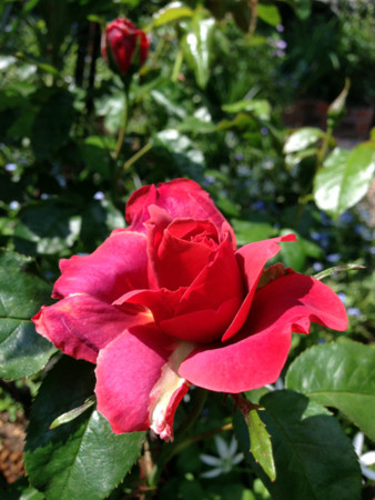 f:id:silk-y:20150428202642j:image:w250 f:id:silk-y:20150428202642j:image:w250