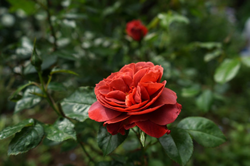 f:id:silk-y:20150429195528j:image:w250