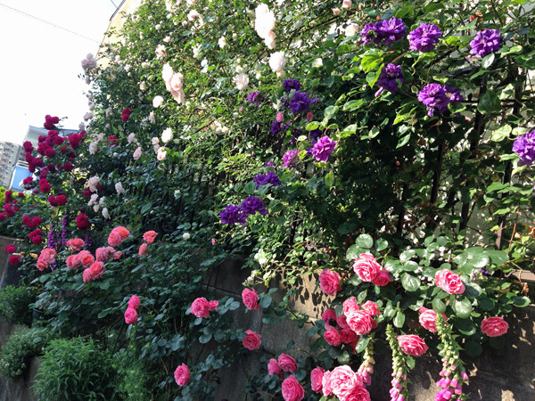 f:id:silk-y:20150523230933j:image:w500