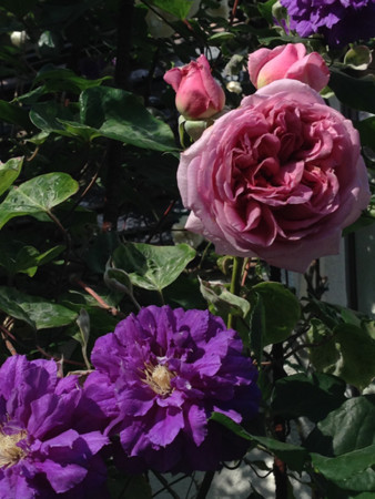 f:id:silk-y:20150523230953j:image:w250