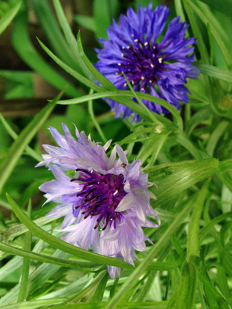f:id:silk-y:20150525205003j:image:w220 f:id:silk-y:20150525205003j:image:w220