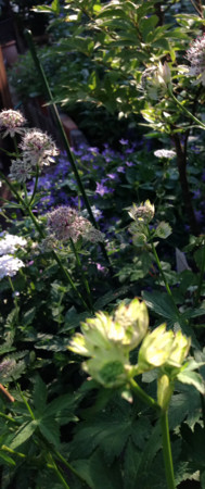 f:id:silk-y:20150527235437j:image