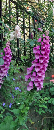 f:id:silk-y:20150527235440j:image