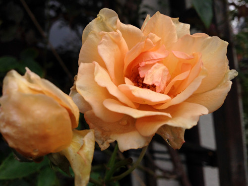 f:id:silk-y:20150704100222j:image:w350