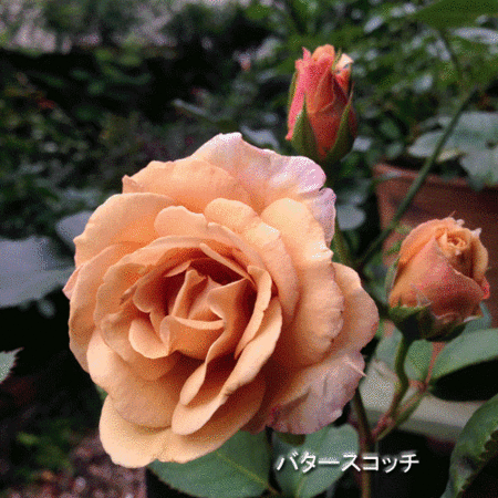 f:id:silk-y:20180614171614g:image:w300:left
