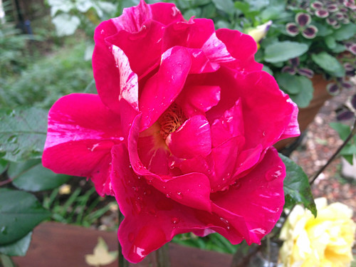 f:id:silk-y:20181207092856j:plain