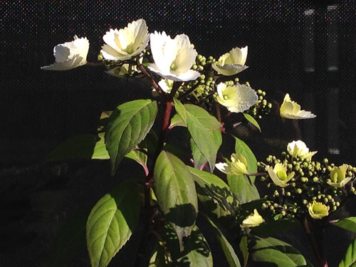 f:id:silk-y:20190404202547j:plain
