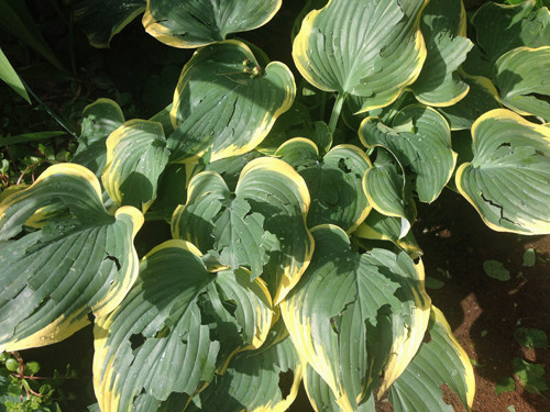 f:id:silk-y:20190505204740j:plain f:id:silk-y:20190505204740j:plain