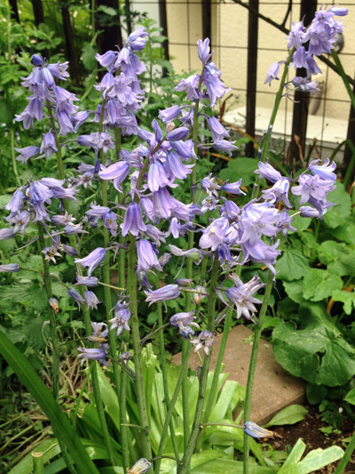 f:id:silk-y:20190507100922j:plain