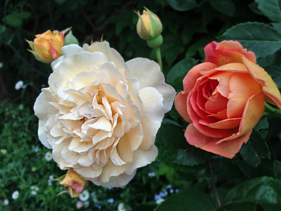 f:id:silk-y:20190514183840j:plain