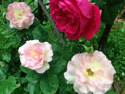 f:id:silk-y:20190514183905j:plain