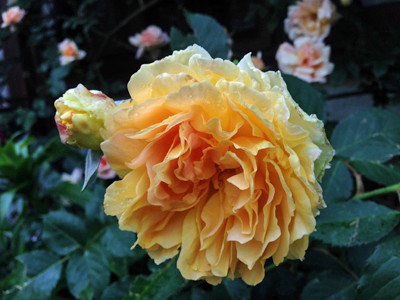 f:id:silk-y:20190514183928j:plain