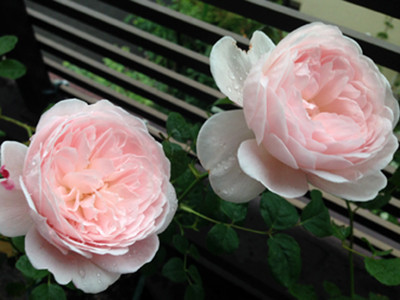 f:id:silk-y:20190514183952j:plain