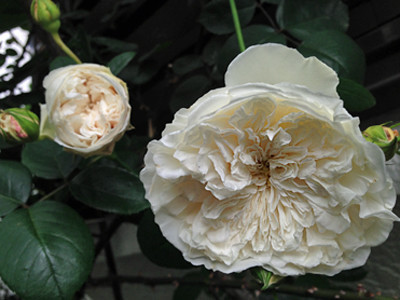 f:id:silk-y:20190514184002j:plain