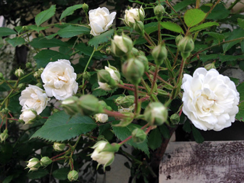f:id:silk-y:20190522210250j:plain f:id:silk-y:20190522210250j:plain