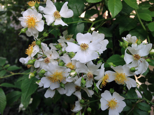 f:id:silk-y:20190522210305j:plain f:id:silk-y:20190522210305j:plain