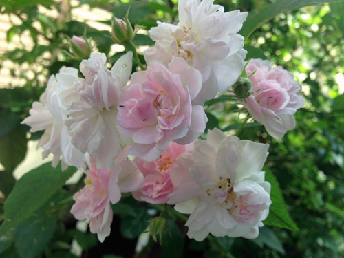 f:id:silk-y:20190522210321j:plain f:id:silk-y:20190522210321j:plain