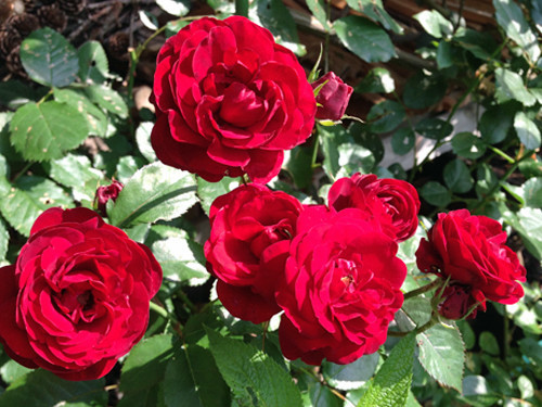 f:id:silk-y:20190606145443j:plain