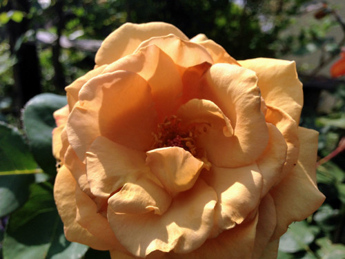 f:id:silk-y:20190606145504j:plain