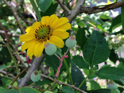 f:id:silk-y:20190606145513j:plain