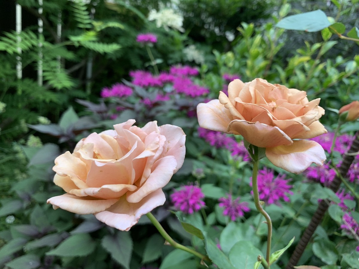 f:id:silk-y:20190621194917j:plain