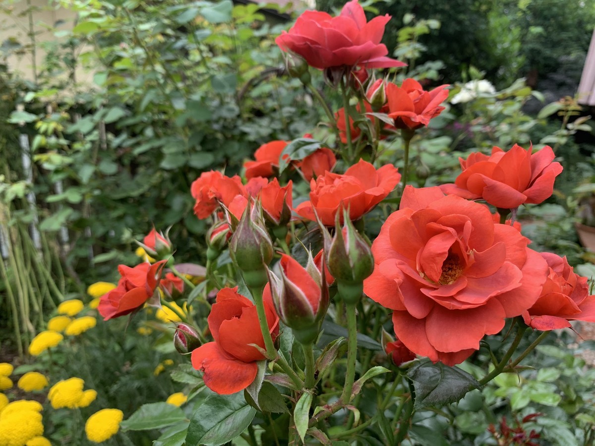 f:id:silk-y:20190621195118j:plain