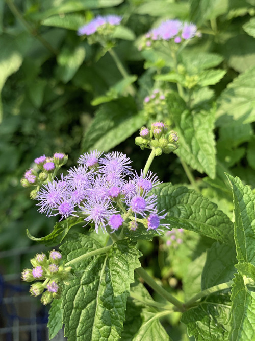 f:id:silk-y:20190801163110j:plain