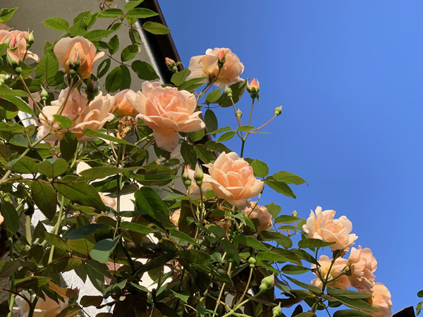 f:id:silk-y:20191109180725j:plain