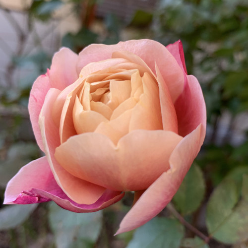f:id:silk-y:20191109180807j:plain